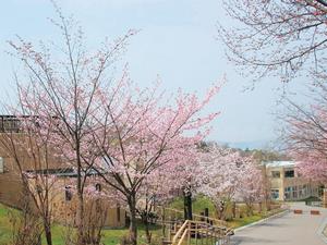 動物園の桜の写真