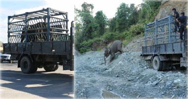 トラックに積まれたゾウとジャングルにはなされたゾウ