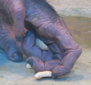 チンパンジー爪