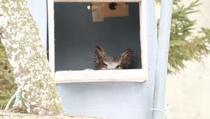 シマフクロウ巣箱