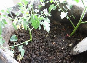 0613ミニトマト脇芽再植え付け後