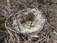 カラスの巣の中にある卵の画像