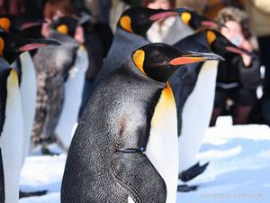 ペンギンの散歩