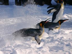 ペンギンの散歩