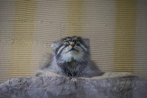 manul