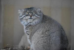 manul