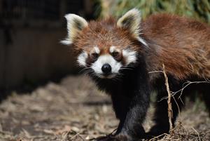 レッサーパンダ