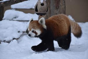 レッサーパンダ