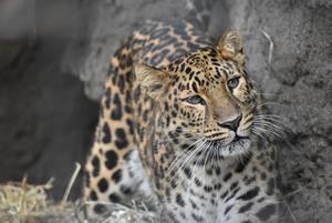 アムールヒョウ