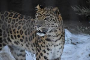 アムールヒョウ