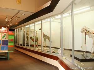 動物資料展示館