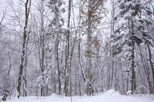 冬の富岡の森