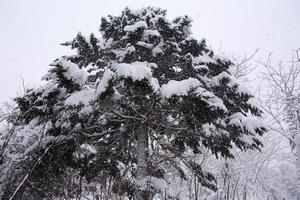冬の富岡の森