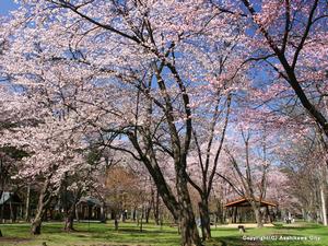 神楽岡公園の桜