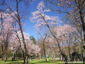 神楽岡公園の桜