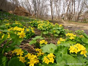 北邦野草園(嵐山公園)