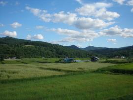 東旭川　田んぼ