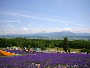 中富良野町