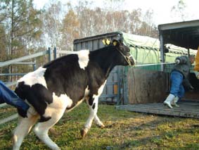 農業者のもとへ帰る牛の写真