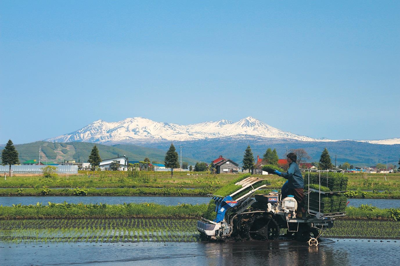 田植えの写真