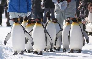 ペンギンの散歩の写真
