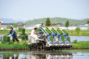 田植えの写真