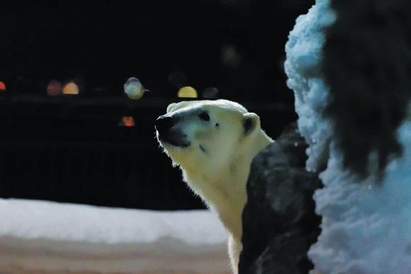 夜の動物園の写真