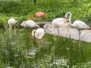 旭山動物園（フラミンゴ）の画像