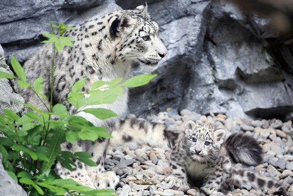 ユキヒョウの親子の写真