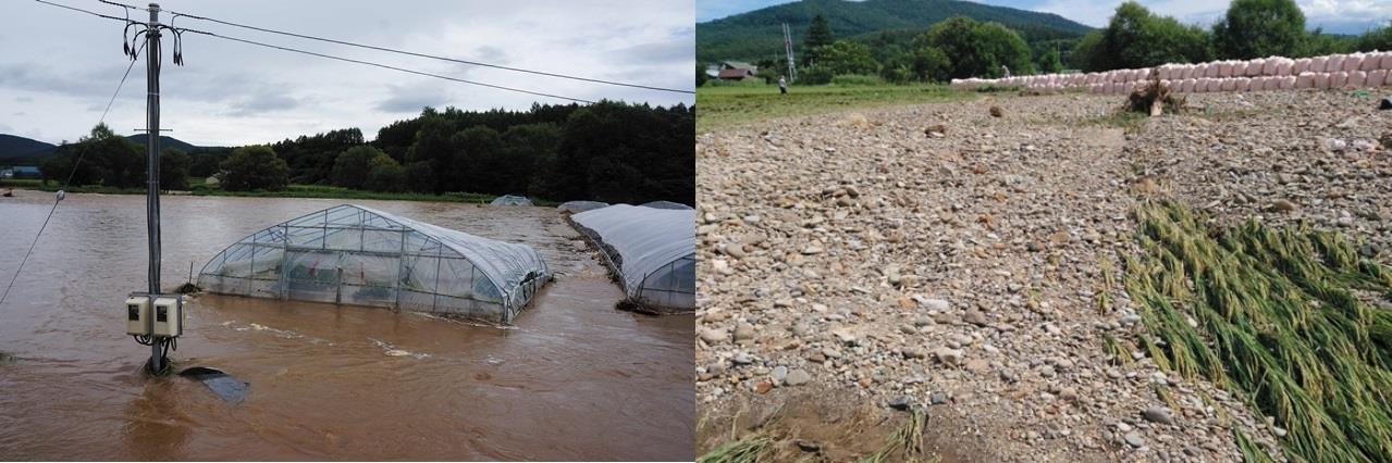 ペーパン川の決壊により高さの半分が泥水に浸かったビニールハウスと、土砂が流入した田んぼ