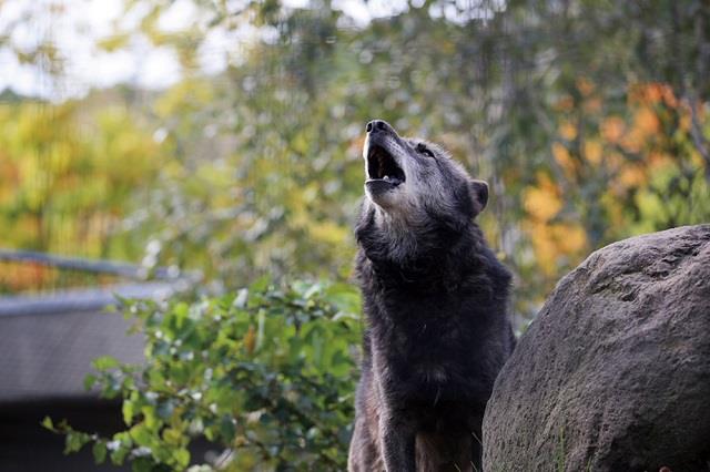 オオカミの写真