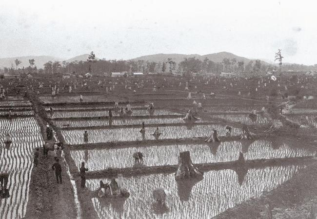 明治35年頃の東旭川村の水田