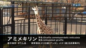 メスのキリン来園(Youtubeへ移動します)