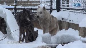 冬の動物園の紹介(Youtubeへ移動します)