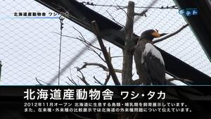 北海道産動物舎(ワシ・タカ)を紹介します