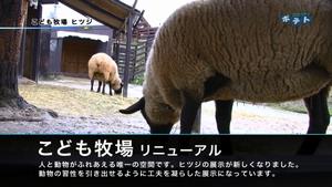 子ども牧場(ヒツジ)を紹介します