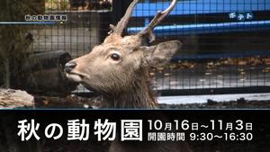 秋の動物園を紹介します