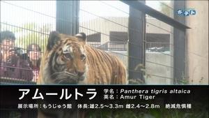 アムールトラの来園を紹介します