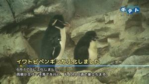 ペンギンの赤ちゃんを紹介します