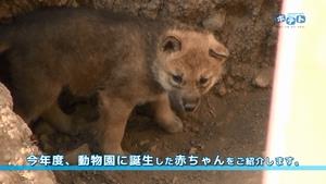 今年産まれた動物の赤ちゃんを紹介します