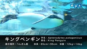 キングペンギンを紹介します