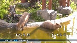 平成29年7月15日の画像