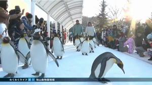 旭山動物園ペンギンの散歩