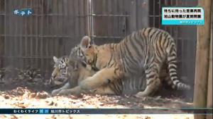 旭山動物園の写真