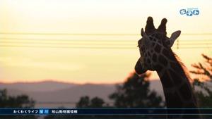 夜の動物園のキリンの写真