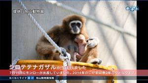 シロテテナガザルの母親と赤ちゃん