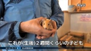 モルモットの赤ちゃんの写真