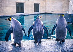団体入園手続きページ　アイコン