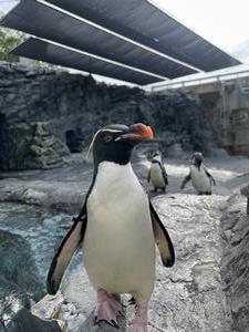 ペンギン