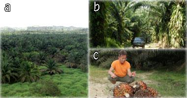 a:アブラヤシのプランテーションとb:車と比較したアブラヤシの木とc:アブラヤシの木の実